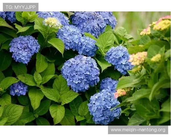 斗球官网入口网址安全登录指南，确保用户账号信息安全的详细操作流程